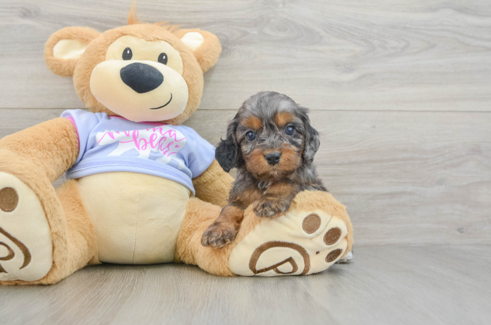 7 week old Cavapoo Puppy For Sale - Puppy Love PR