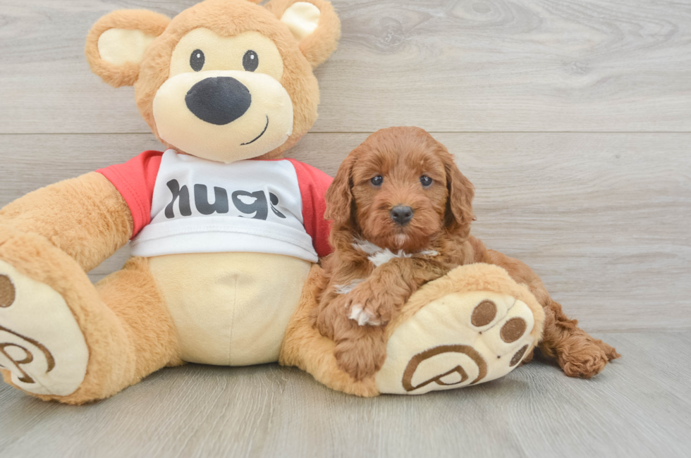 5 week old Cavapoo Puppy For Sale - Puppy Love PR