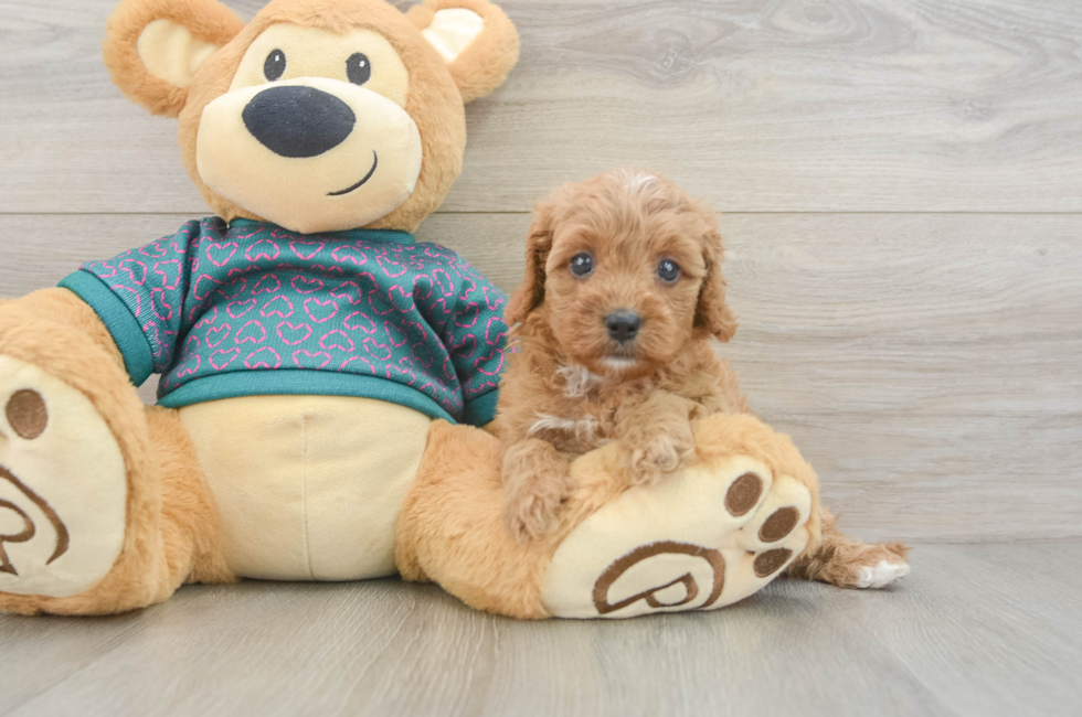 5 week old Cavapoo Puppy For Sale - Puppy Love PR