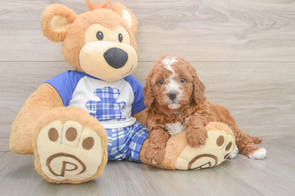 5 week old Cavapoo Puppy For Sale - Puppy Love PR