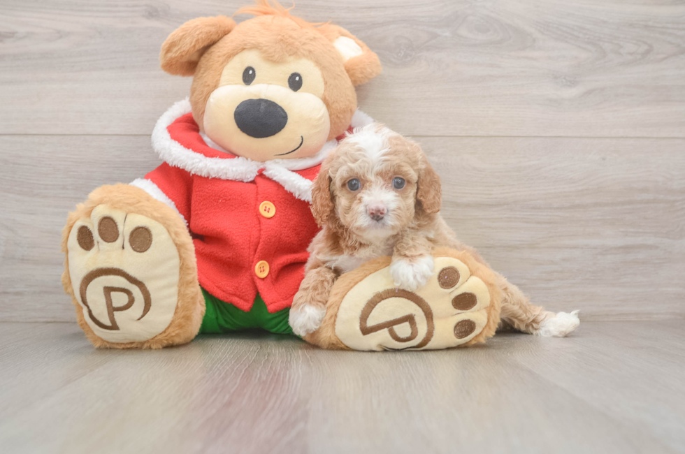 5 week old Cavapoo Puppy For Sale - Puppy Love PR