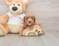 8 week old Cavapoo Puppy For Sale - Puppy Love PR