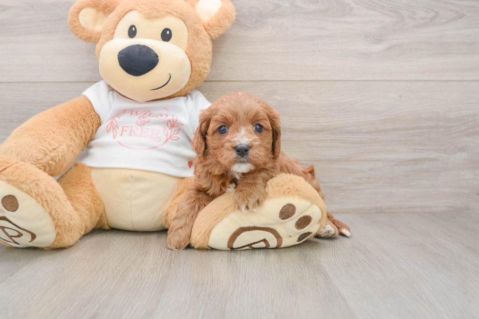 Best Cavapoo Baby