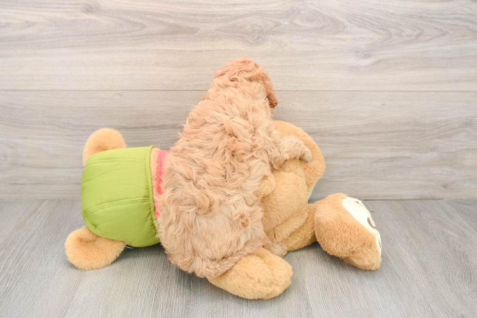 Little Cavipoo Poodle Mix Puppy