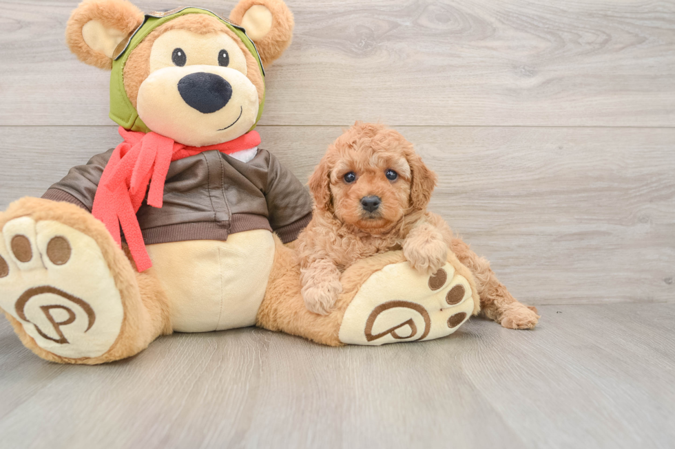 Petite Cavapoo Poodle Mix Pup