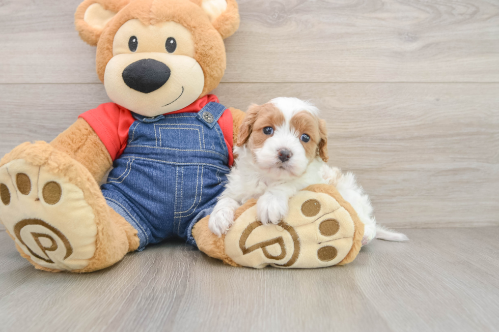 Best Cavapoo Baby