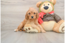 Cavapoo Puppy for Adoption