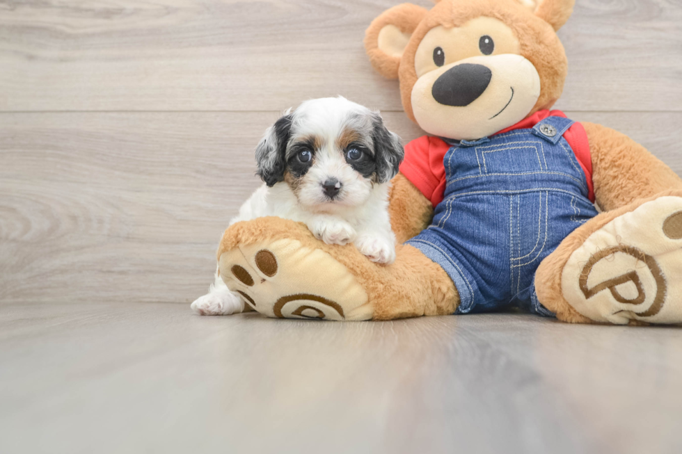 Cavapoo Puppy for Adoption