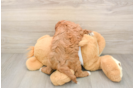 Petite Cavapoo Poodle Mix Pup