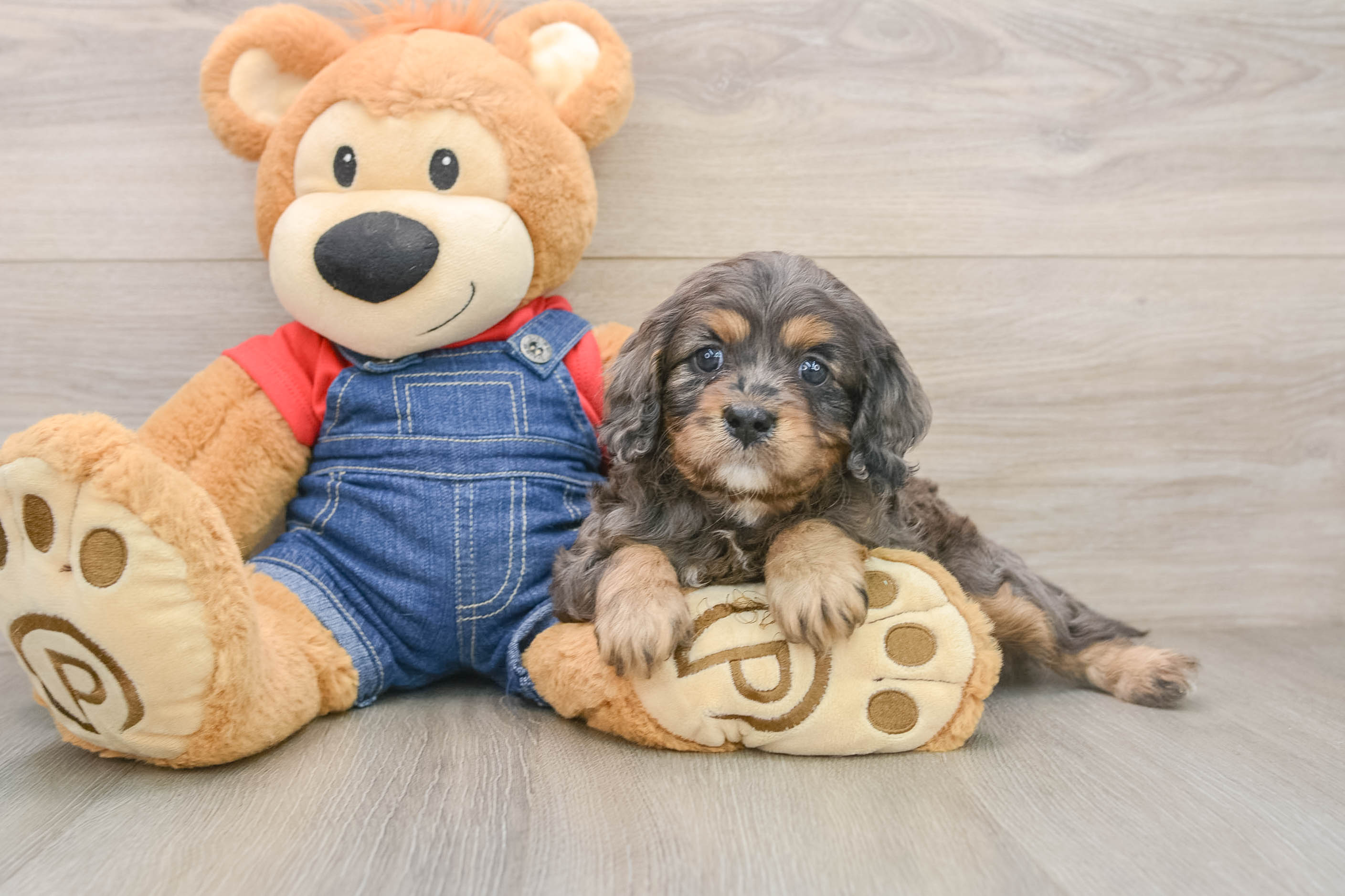 Cute Cavapoo Baby