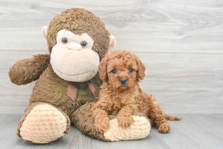 Cavapoo Pup Being Cute