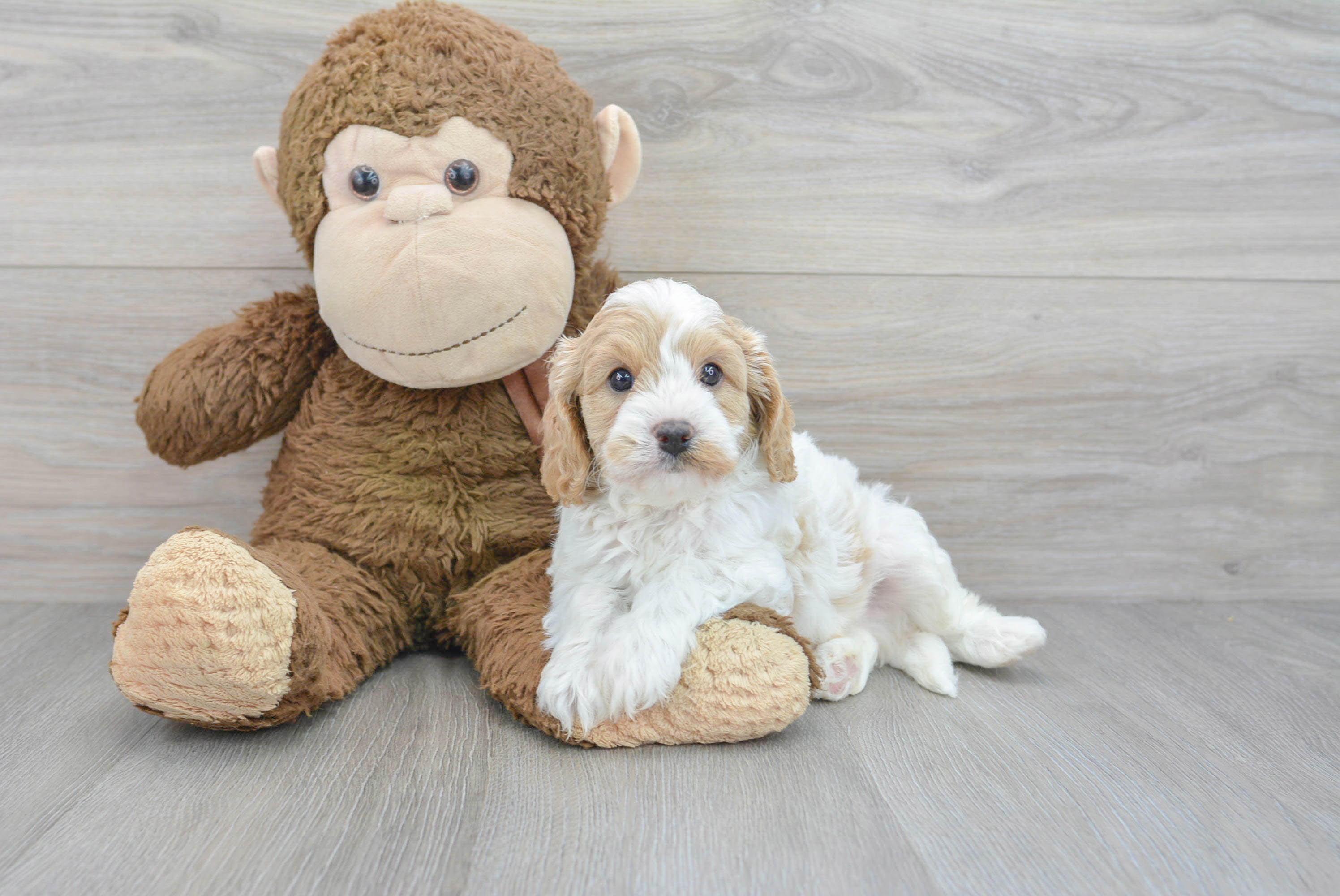 Cavapoo Puppy for Adoption