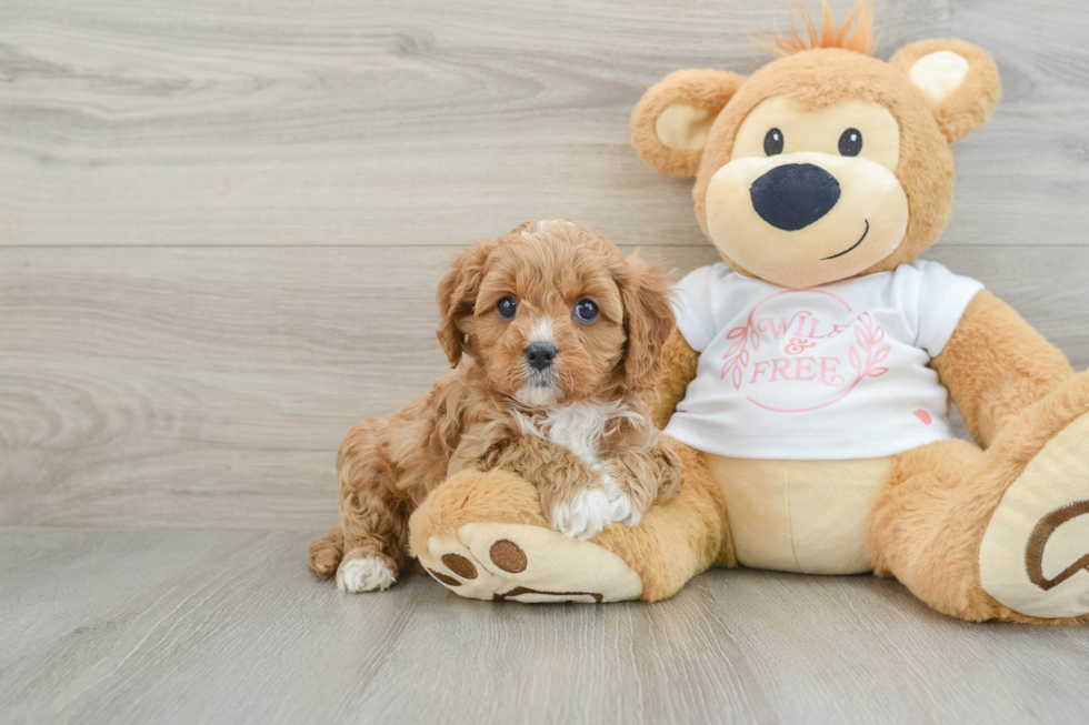 Best Cavapoo Baby