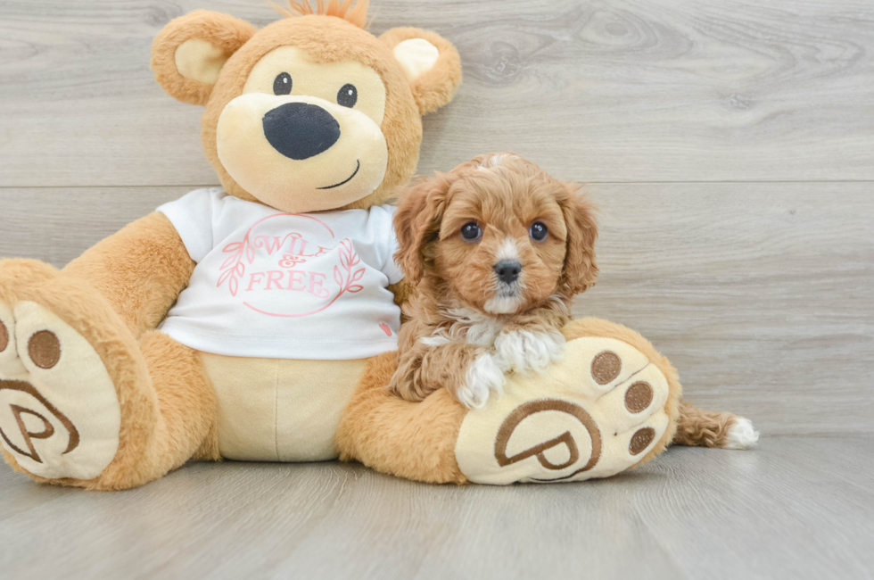 6 week old Cavapoo Puppy For Sale - Puppy Love PR