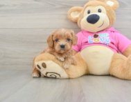 8 week old Cavapoo Puppy For Sale - Puppy Love PR