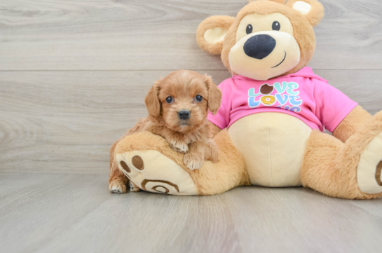 Happy Cavapoo Baby