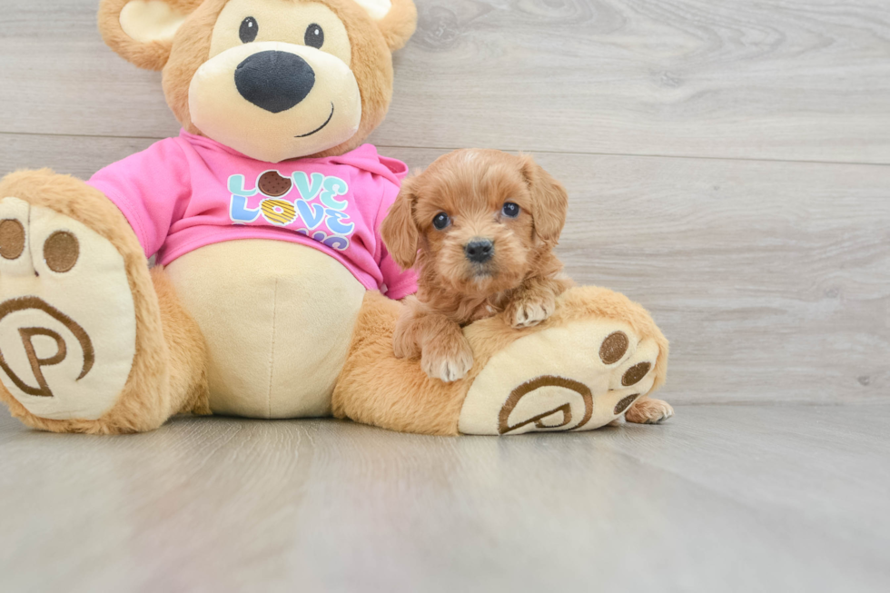 Little Cavipoo Poodle Mix Puppy