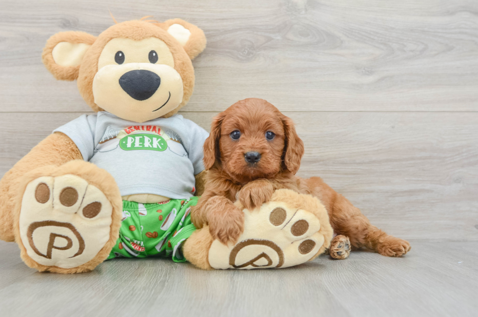 7 week old Cavapoo Puppy For Sale - Puppy Love PR