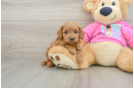 Petite Cavapoo Poodle Mix Pup