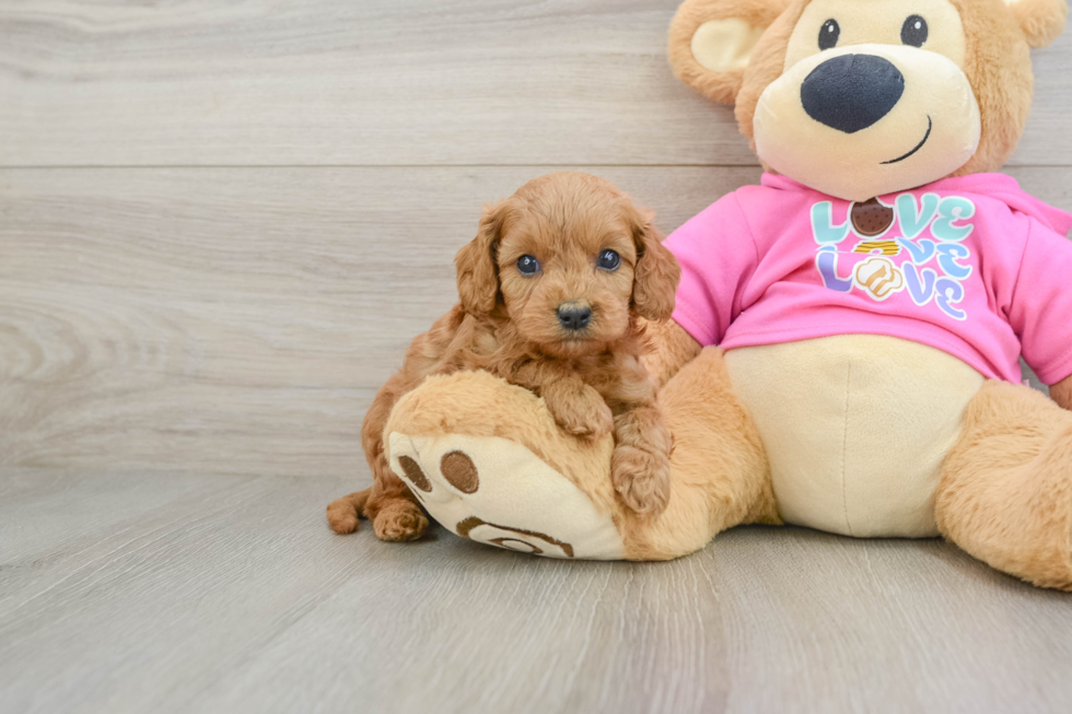 Petite Cavapoo Poodle Mix Pup