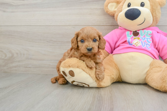 Petite Cavapoo Poodle Mix Pup