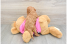 Cavapoo Puppy for Adoption