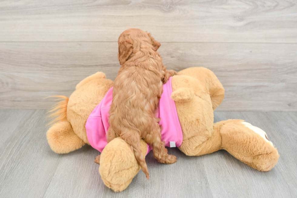 Cavapoo Puppy for Adoption