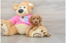 Funny Cavapoo Poodle Mix Pup