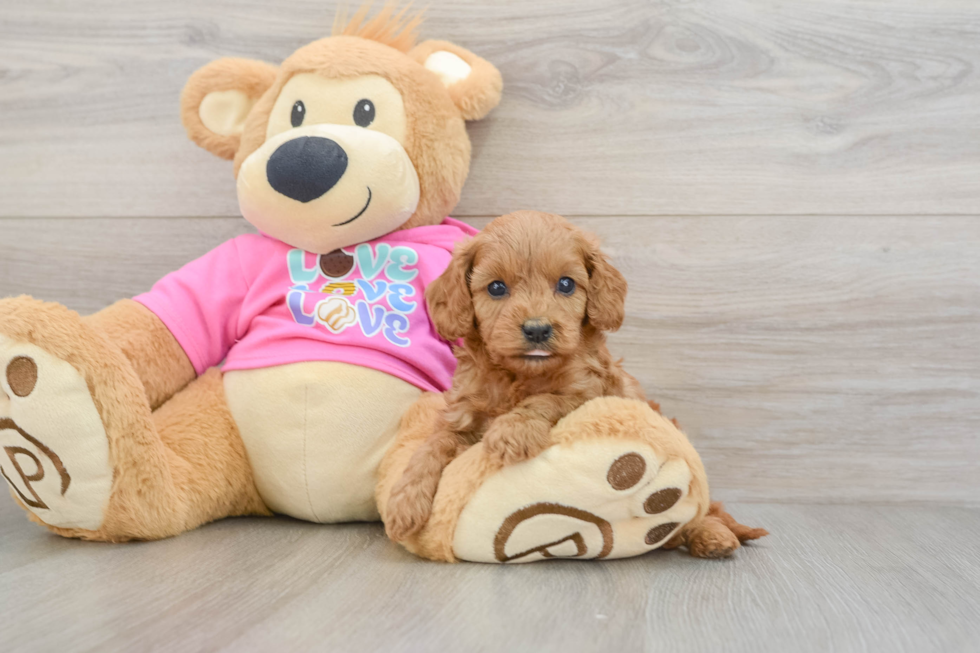 Funny Cavapoo Poodle Mix Pup