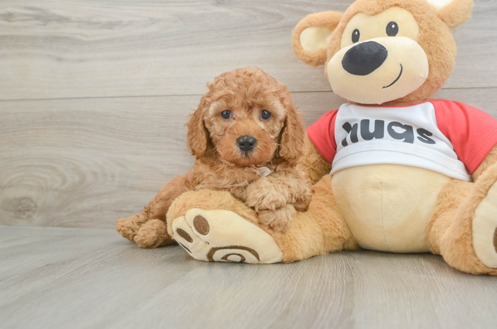 5 week old Cavapoo Puppy For Sale - Puppy Love PR