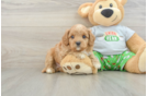 Best Cavapoo Baby