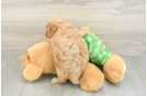 Smart Cavapoo Poodle Mix Pup