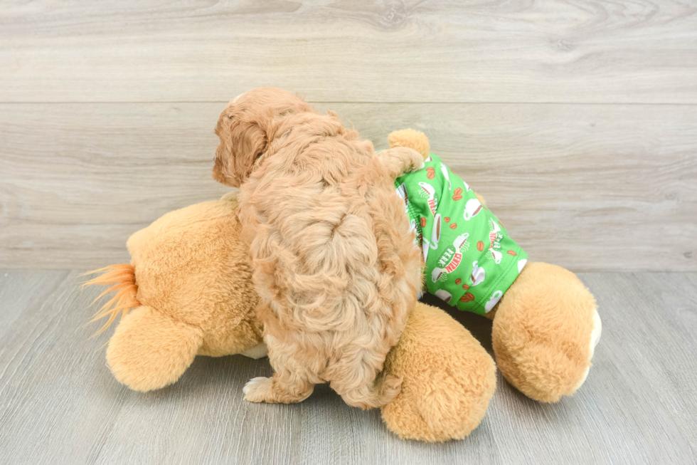 Smart Cavapoo Poodle Mix Pup