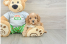 Friendly Cavapoo Baby