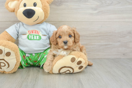 Friendly Cavapoo Baby