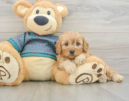 8 week old Cavapoo Puppy For Sale - Puppy Love PR