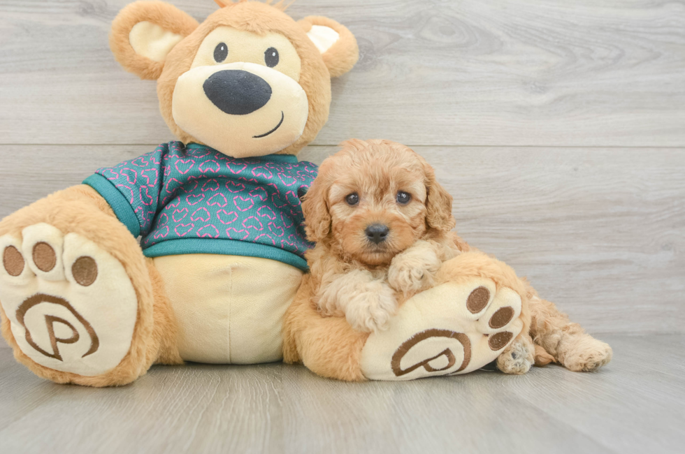 5 week old Cavapoo Puppy For Sale - Puppy Love PR
