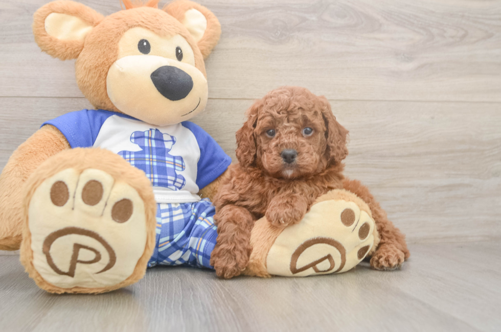 5 week old Cavapoo Puppy For Sale - Puppy Love PR