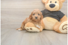 Best Cavapoo Baby