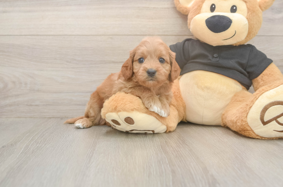 5 week old Cavapoo Puppy For Sale - Puppy Love PR