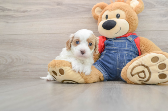 Petite Cavapoo Poodle Mix Pup