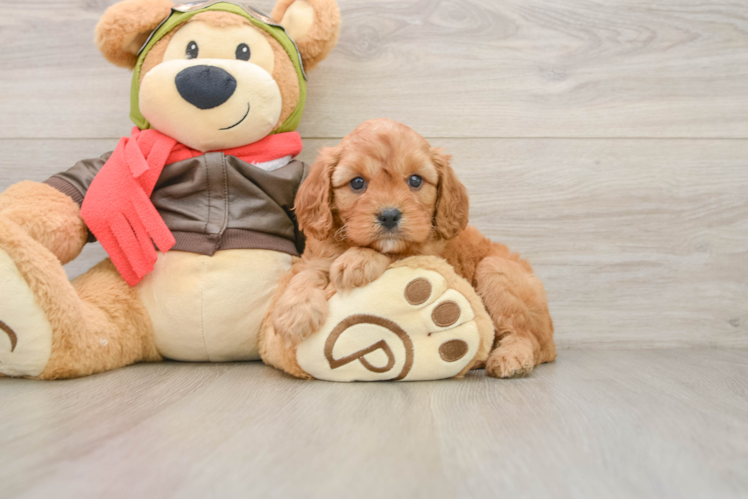 Smart Cavapoo Poodle Mix Pup