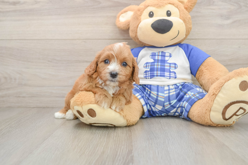 Funny Cavapoo Poodle Mix Pup