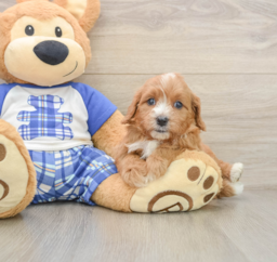 7 week old Cavapoo Puppy For Sale - Puppy Love PR