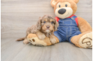 Sweet Cavapoo Baby