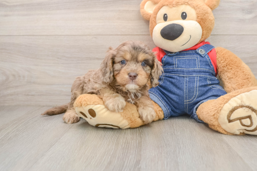 Sweet Cavapoo Baby