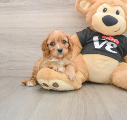 7 week old Cavapoo Puppy For Sale - Puppy Love PR