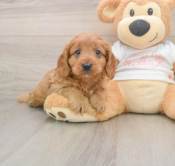 9 week old Cavapoo Puppy For Sale - Puppy Love PR