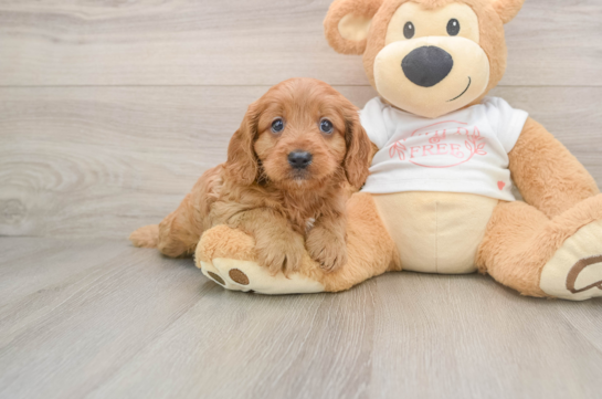 Popular Cavapoo Poodle Mix Pup
