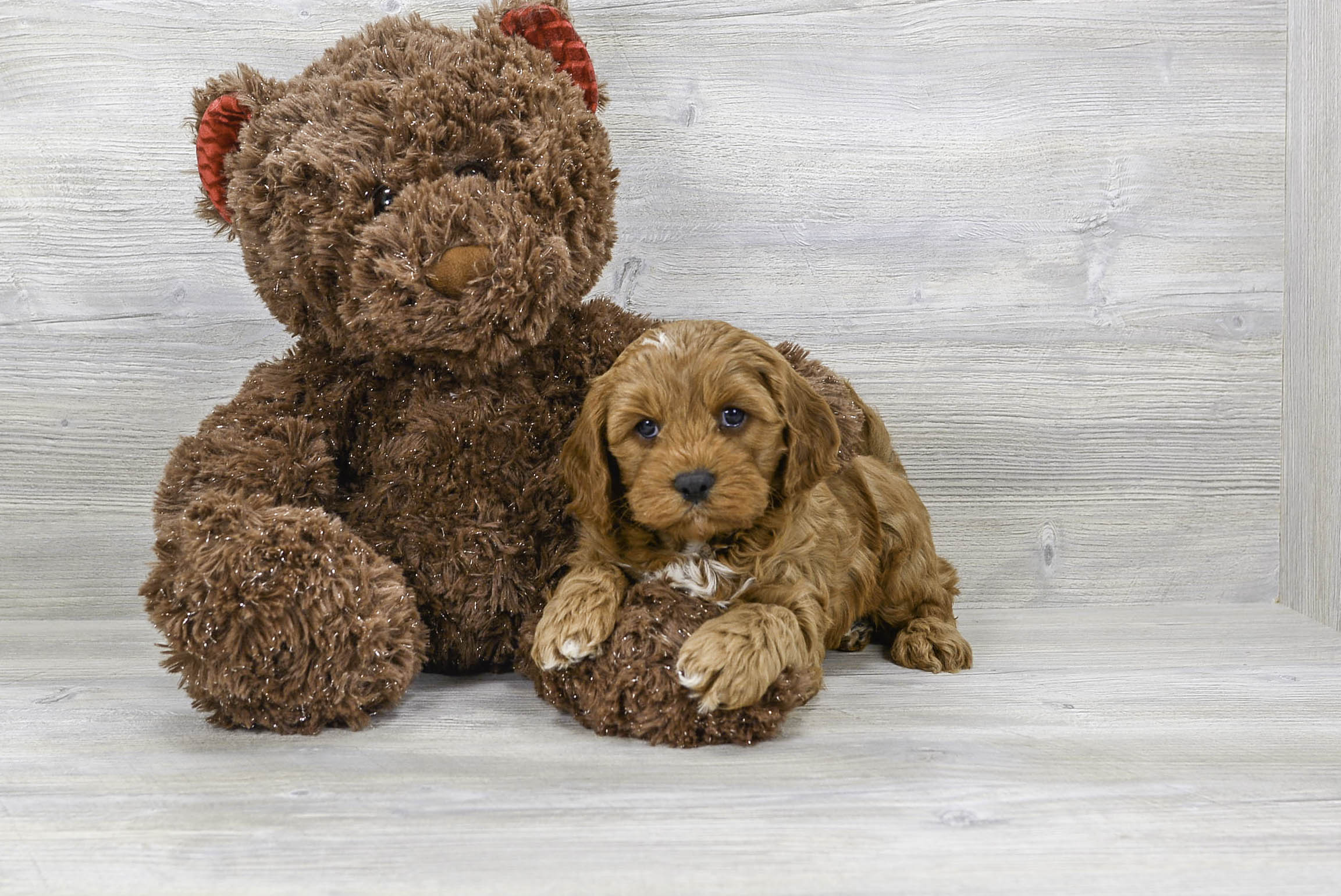 Cutest sales cavapoo puppies